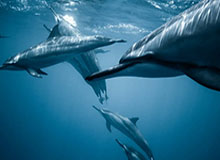 开云体育app-【观察】乱世，青春米兰敢梦敢当